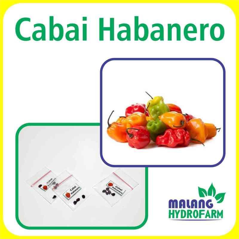 Daftar Cabai Habanero Populer di Indonesia: Rekomendasi Terbaik!